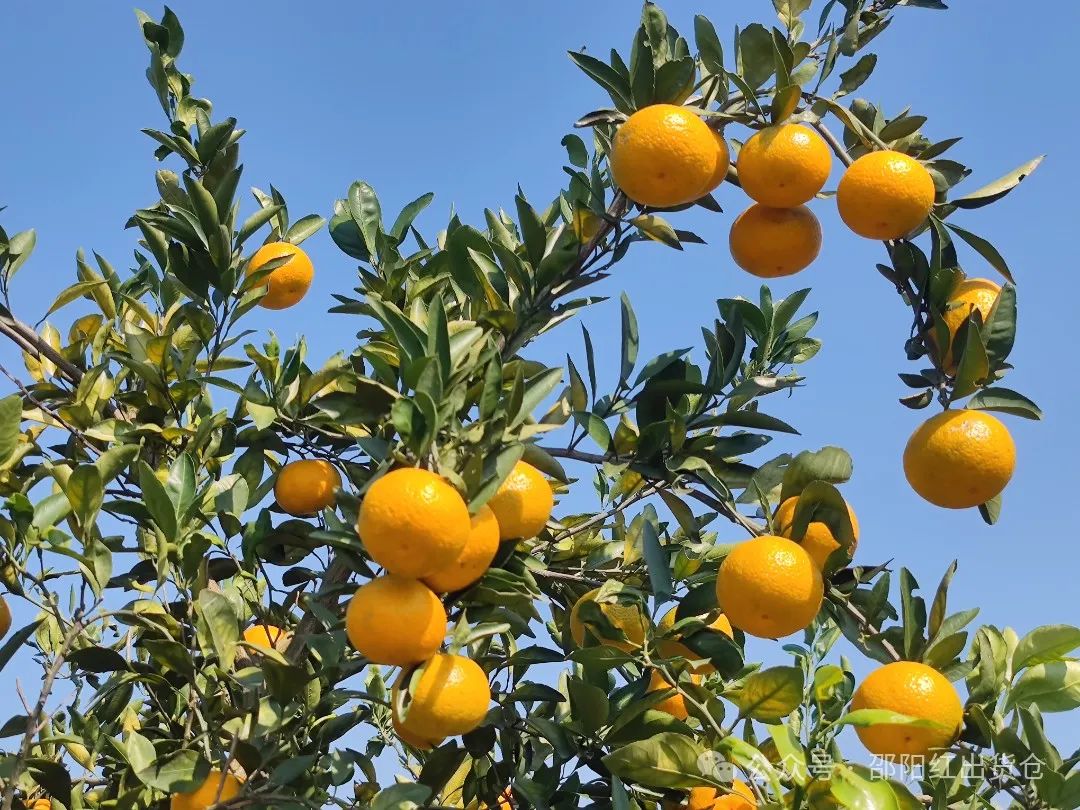 “蜜桔香氣飄萬里,一品甘甜雪峰桔”