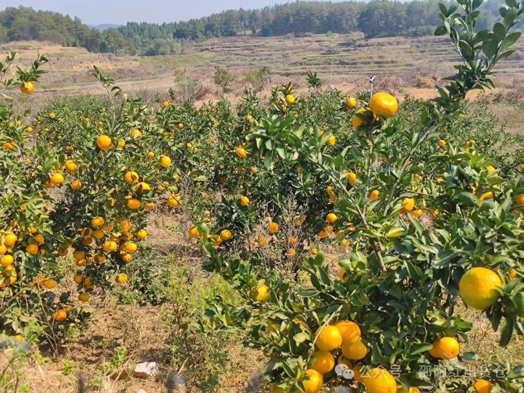 “蜜桔香氣飄萬里,一品甘甜雪峰桔”