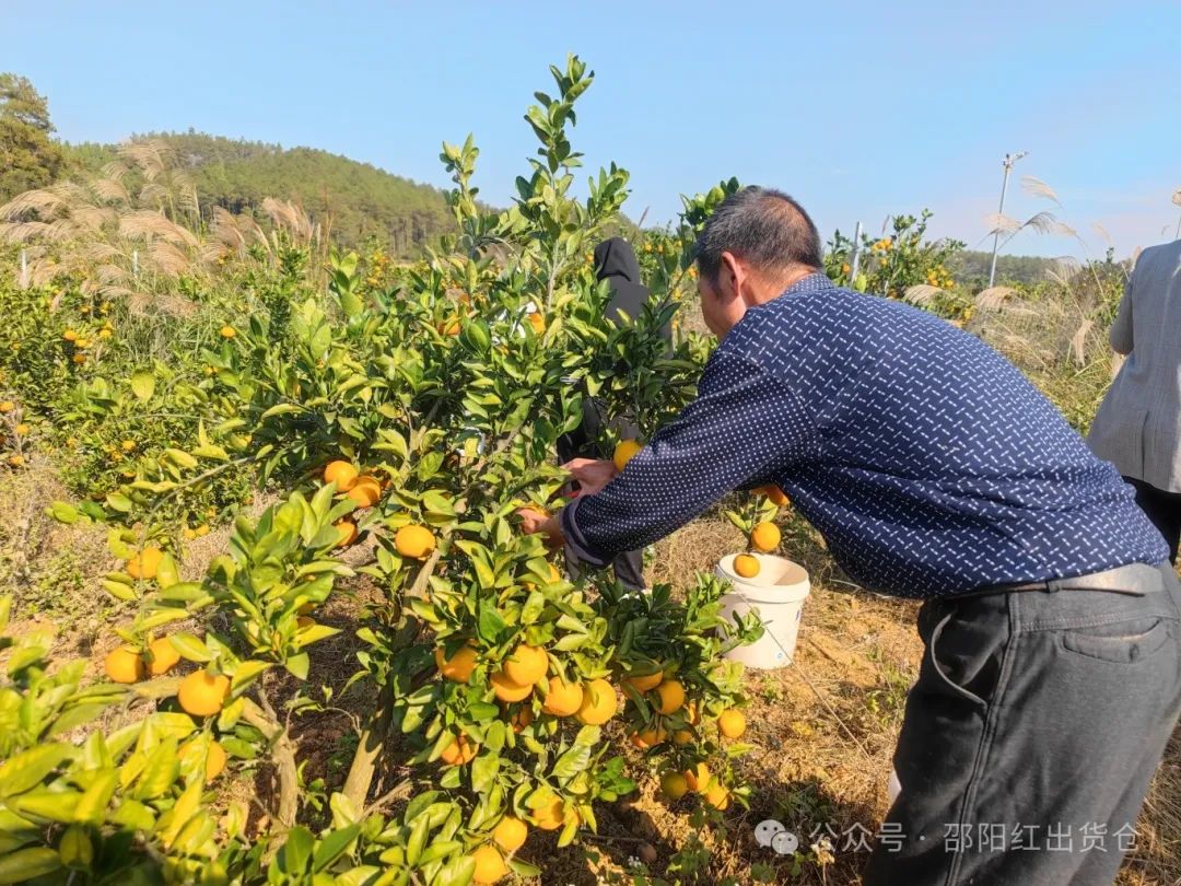 “蜜桔香氣飄萬里,一品甘甜雪峰桔”