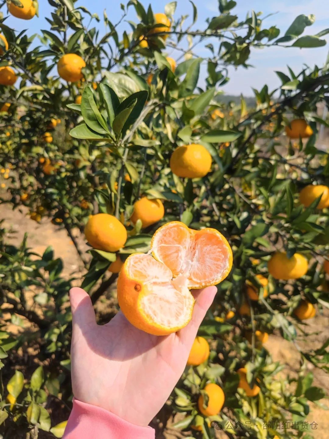 “蜜桔香氣飄萬里,一品甘甜雪峰桔”